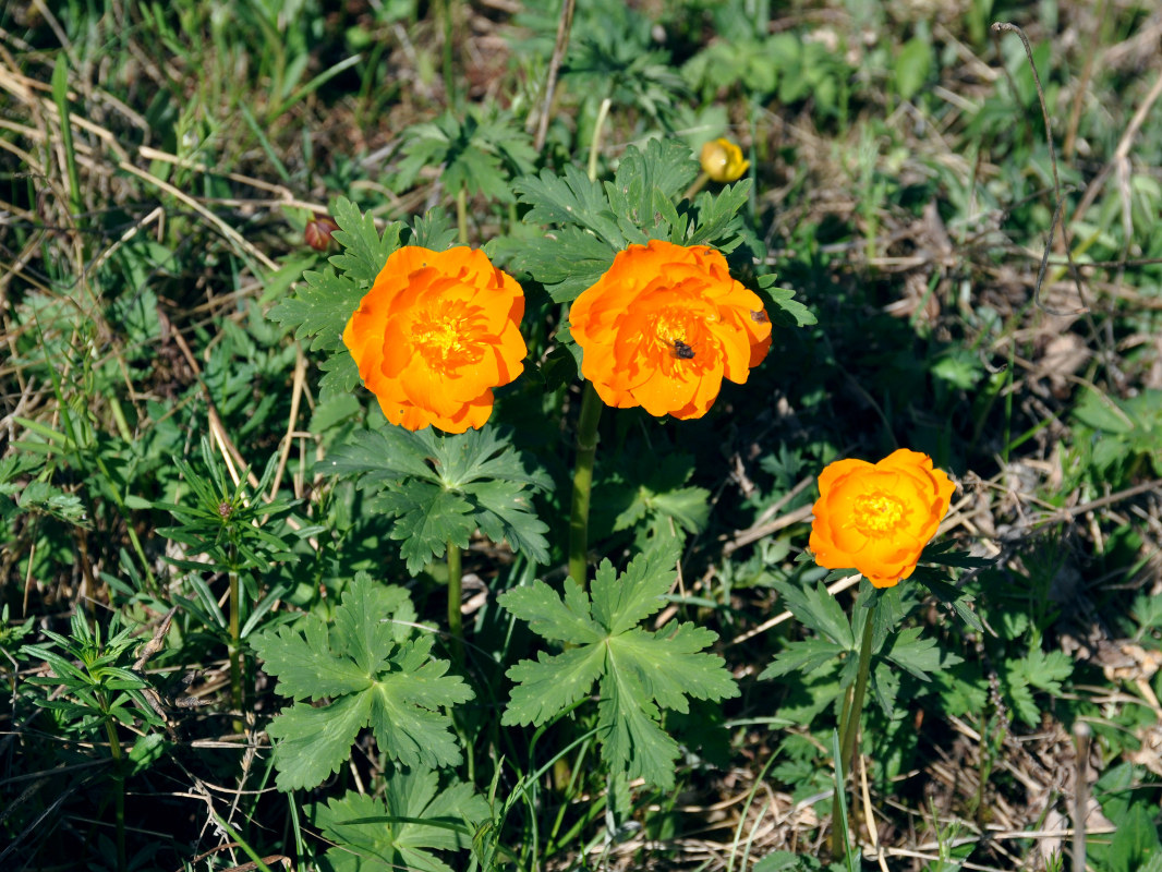 Изображение особи Trollius asiaticus.