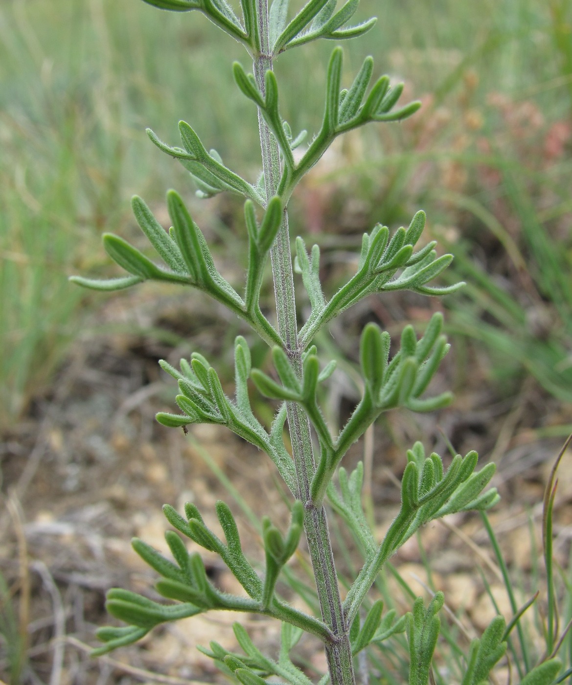 Изображение особи Teucrium orientale.