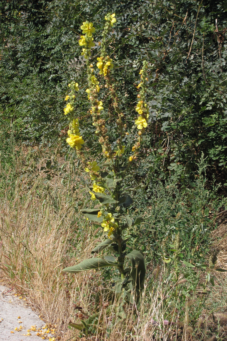 Изображение особи Verbascum phlomoides.