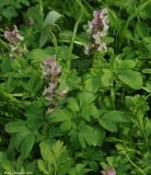 Corydalis marschalliana. Цветущее растение. Дагестан, окр. Махачкалы. 07.04.2010.