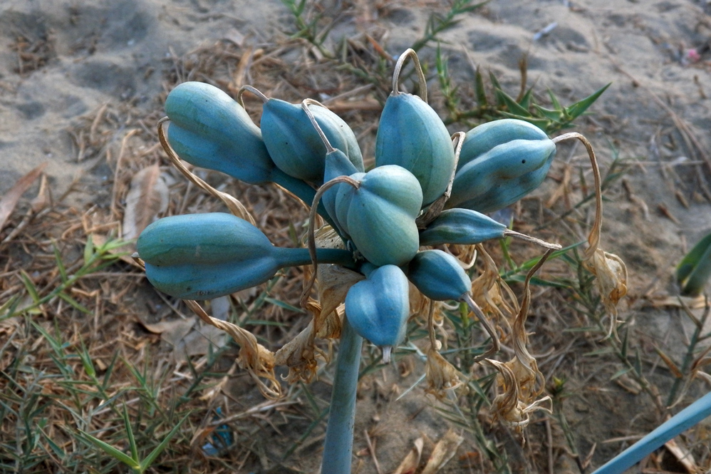 Изображение особи Pancratium maritimum.