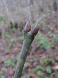 Staphylea pinnata. Верхушка покоящегося мощного побега. Краснодарский край, Абинский р-н, окр. пос. Новый, широколиственный лес. 27.12.2017.