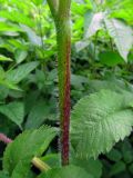 Chaerophyllum aromaticum. Часть стебля. Беларусь, Гродненская обл., Новогрудский р-н, Ладеникский сельсовет, дер. Городечно, крапивник-разнотравный на склоне холма. 19.06.2014.