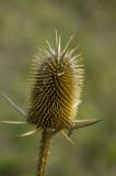 Dipsacus laciniatus