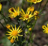 Senecio jacobaea