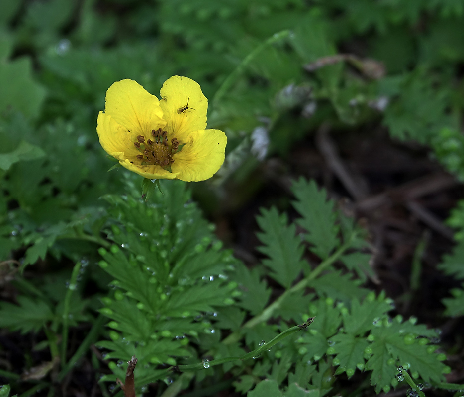 Изображение особи Potentilla anserina.