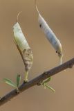 Chamaecytisus borysthenicus