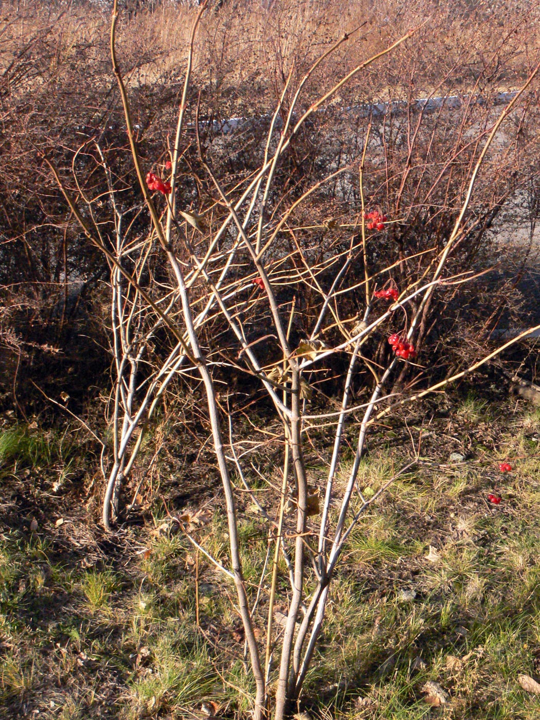 Изображение особи Viburnum opulus.