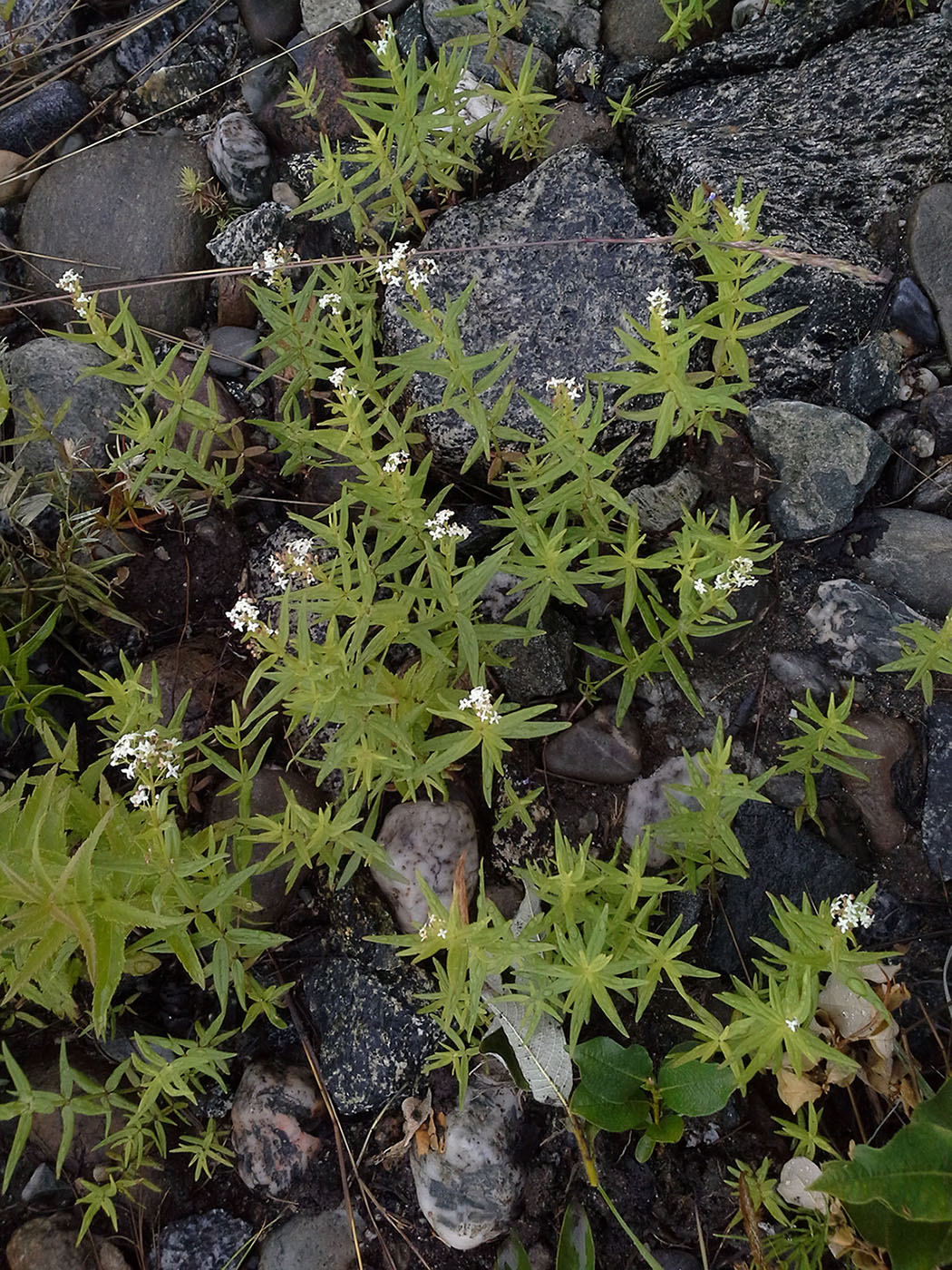 Изображение особи Galium boreale.