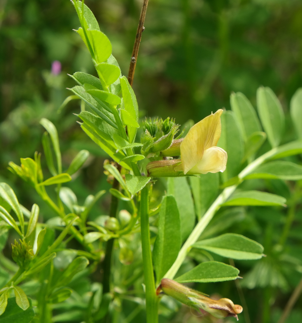 Изображение особи Vicia grandiflora.