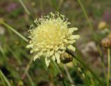 Cephalaria coriacea. Соцветие. Горный Крым, Главная гряда, Ай-Петринская яйла, каменистый склон. 07.08.2019.