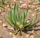 Plantago cretica