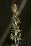 Artemisia taurica
