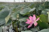 Nelumbo caspica