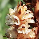 Orobanche alba. Верхушка соцветия. Краснодарский край, окр. г. Тихорецк, суходольный луг. 02.06.2019.