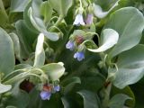 Mertensia maritima. Побеги с цветками. Приморский край, о-в Попова, побережье Японского моря, бухта Пограничная, участок галечного пляжа. 04.08.2010.