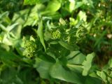 Bupleurum longifolium подвид aureum