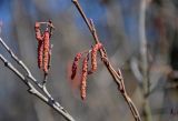 Alnus glutinosa. Часть ветви с соцветиями. Московская обл., окр. г. Железнодорожный, долина р. Чёрная, берег реки. 11.04.2021.