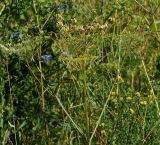 Heracleum sibiricum