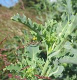 Brassica oleracea разновидность sabellica. Листья и часть стебля. Москва, Якиманка, парк Горького, Партер, в культуре. 29.08.2020.