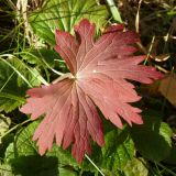 Geranium pratense. Лист в осенней окраске. Беларусь, Витебская обл., пос. Езерище, сухой лужок на месте заброшенной просёлочной дороги. 10.10.2021.