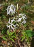 Dianthus superbus