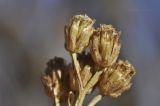 Achillea nigrescens. Сухие соплодия. Приморский край, Уссурийский гор. округ, окр. с. Монакино, вершина небольшой сопки, широколиственный лес. 05.11.2022.