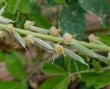 Crotalaria pallida