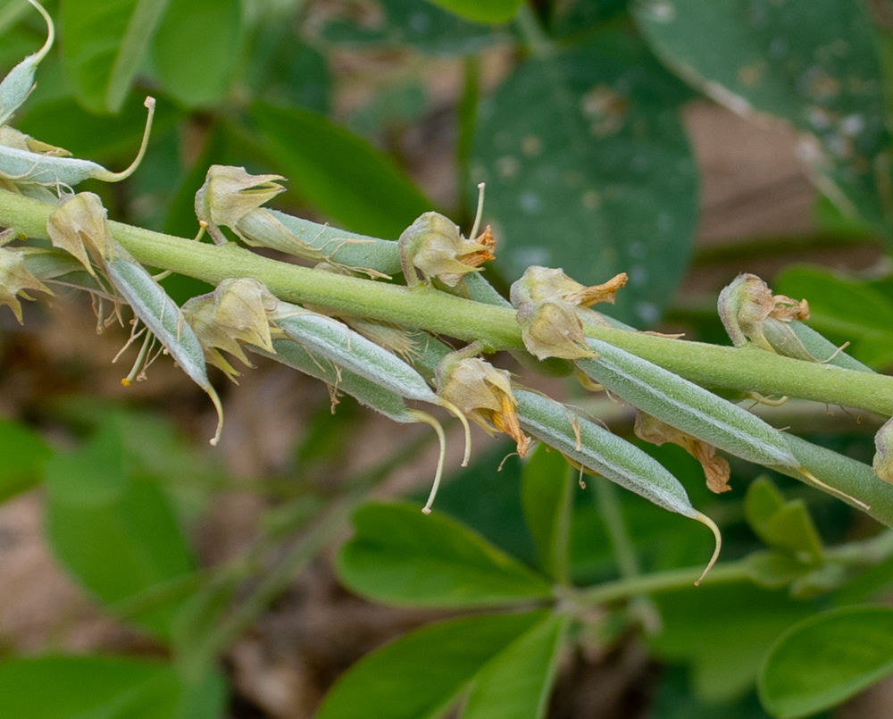 Изображение особи Crotalaria pallida.