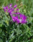 Centaurea willdenowii