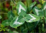 Trifolium pratense