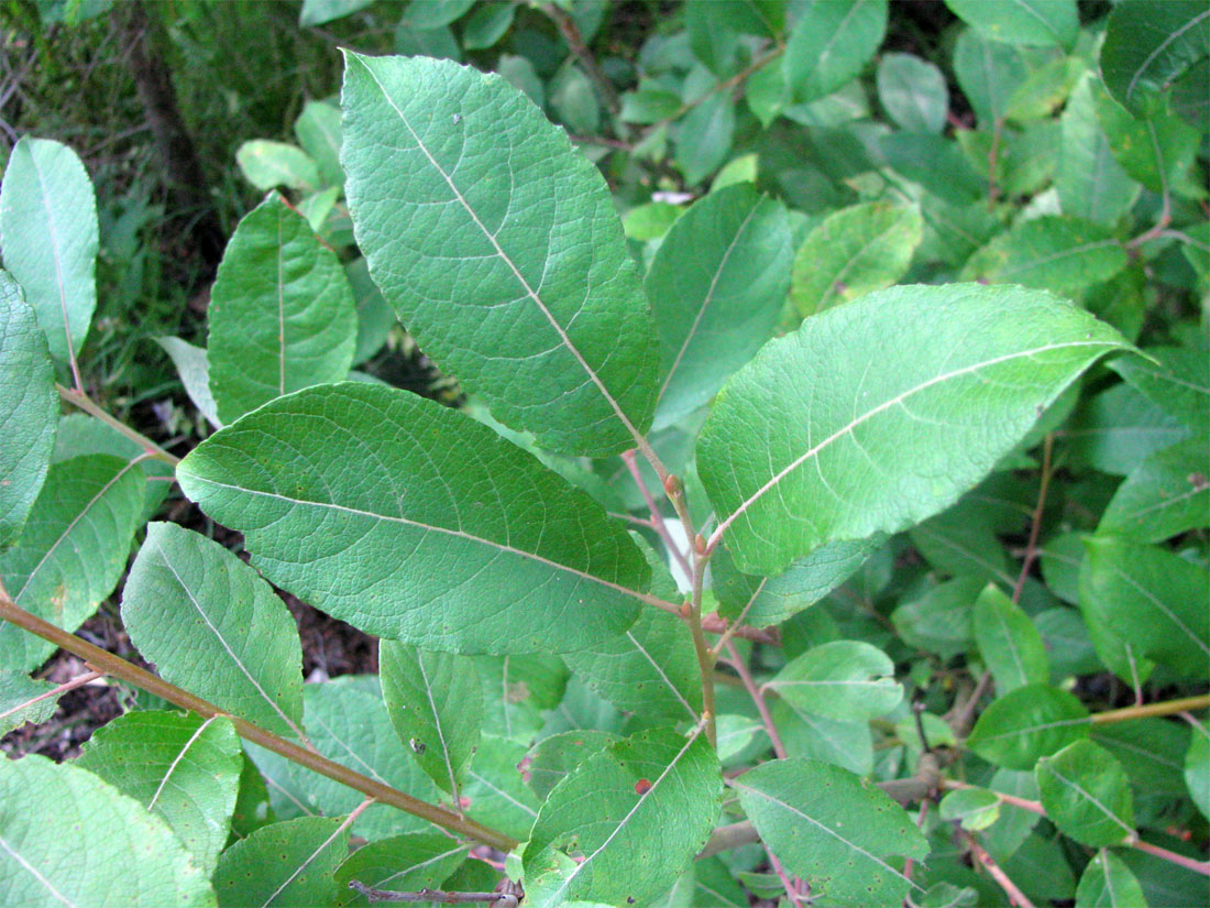 Image of Salix &times; bicolor specimen.