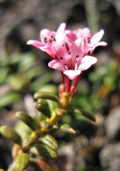 Изображение особи Loiseleuria procumbens.