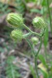 Crepis setosa