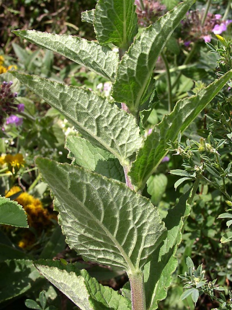 Изображение особи Campanula bononiensis.