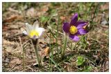 Pulsatilla patens. Цветущие растения (белоцветковая и обычная формы). Республика Татарстан, г. Казань. 06.05.2007.