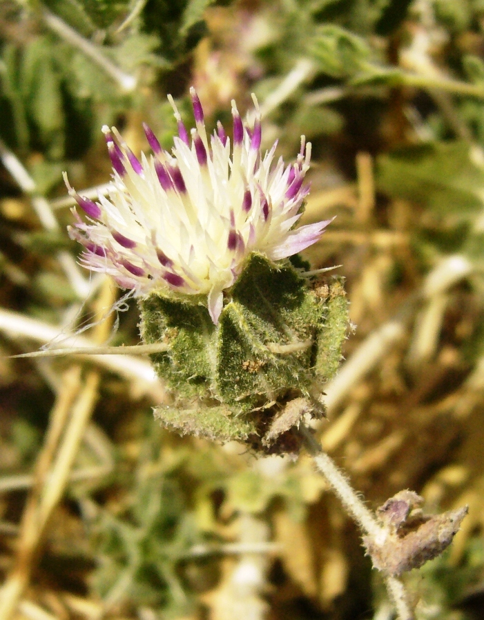 Изображение особи Centaurea belangeriana.