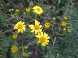 Senecio argunensis. Соцветия. Приморский край, окр. г. Находка, у дороги. 09.09.2011.