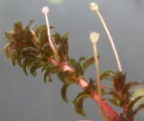 Hydrilla verticillata. Верхушка побега с цветками. Псковская обл., Себежский р-н, оз. Бронье. 19.07.2011.