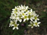 Saxifraga paniculata