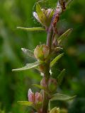 Veronica arvensis