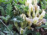 Astragalus resupinatus. Цветки и листья. Карачаево-Черкесия, Зеленчукский р-н, ущелье р. Марка. 06.05.2012.