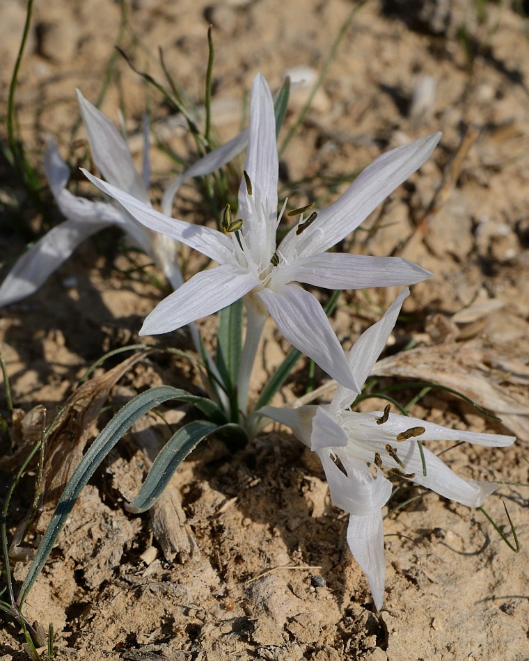 Изображение особи Colchicum tuviae.