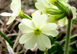 Primula ruprechtii. Цветок. Ставропольский край, г. Кисловодск, Курортный парк верхний, травянистый склон под вершиной горы. 04.04.2013.