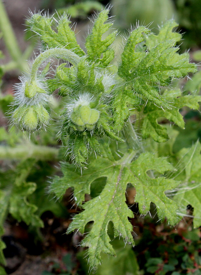 Изображение особи Blumenbachia insignis.