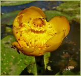 Nuphar lutea. Цветок. Чувашия, окр. г. Шумерля, Кумашкинский заказник, Старая Сура. 27 июня 2009 г.