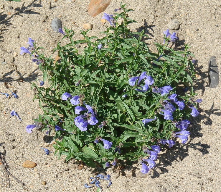 Изображение особи Scutellaria scordiifolia.