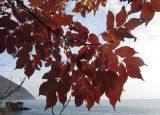 Fraxinus ornus. Ветвь с листьями в осенней окраске. Южный берег Крыма, Артек. 22.11.2013.