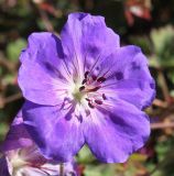 род Geranium. Цветок. Германия, г. Essen, Grugapark. 29.09.2013.