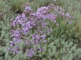 Limonium gmelinii